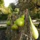 benefits-of-bottle-gourd