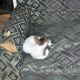 In spite of the sorry house, the family had space enough in it's heart for a pet cat.
