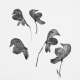 how-to-press-flowers-for-cards-and-pictures