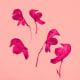 how-to-press-flowers-for-cards-and-pictures