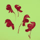 how-to-press-flowers-for-cards-and-pictures