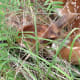 Enjoy Nature at the trials - I found a fawn sleeping in the grass Williamson County Regional Park Leander and Cedar Park TX