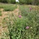 Check out the wildflowers along the trails (Texas Thistle) Williamson County Regional Park Leander and Cedar Park TX