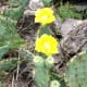 Find Prickly Pear Cactus on the hiking and biking trails at Williamson County Regional Park Leander and Cedar Park TX
