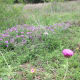 Tuber Vervain Texas Wildflowers along the trails at Williamson County Regional Park Leander and Cedar Park TX