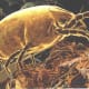 In this photo you have an adult dust mite blown up considerably.