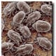 Blown up photo of dust mites showing a huge population of dust mites.