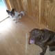 Bella and Maggie in doghouse under construction