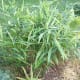 a-list-of-philippine-root-crops
