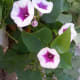Sweet potato flowers.