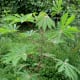 a-list-of-philippine-root-crops