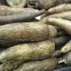 Cassava.
