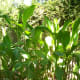 a-list-of-philippine-root-crops