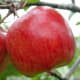 Two red apples in a tree branch
