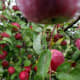 Red apples tree plantation