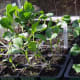 Seeds sown singly in individual seed tray compartments