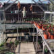 Seeds sown individually in pots