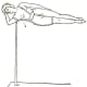 The Levitating Lady