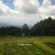 Organic vegetable garden.