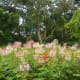 "Garden of Eden" flowers