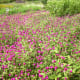 Belly button flowers in the "Garden of Eden."