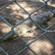 Live Crocodile at Davao Crocodile Park