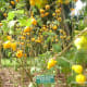 Mickey Mouse Fruit, Titty Fruit or Fox Face in the "Garden of Eden."
