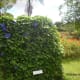 Morning Glory flowers in the "Garden of Eden."