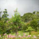 "Garden of Eden"