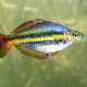 Northern Rainbow
