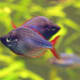 Eastern Rainbow