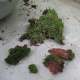 I have a shady yard, so I was able to gather this moss from the base of some trees.