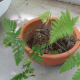 Here's a fern from a shady spot in my yard. It will go in the upper part of the fairy garden.