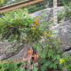 chimney-rock-state-park