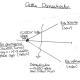 the-domestication-of-the-dog-fox-cattle-and-sheep