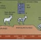 the-domestication-of-the-dog-fox-cattle-and-sheep