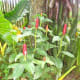 why-shift-to-planting-ornamental-plants