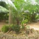 why-shift-to-planting-ornamental-plants