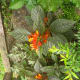 why-shift-to-planting-ornamental-plants