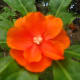 why-shift-to-planting-ornamental-plants