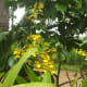why-shift-to-planting-ornamental-plants