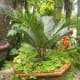 why-shift-to-planting-ornamental-plants