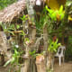 why-shift-to-planting-ornamental-plants