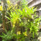 why-shift-to-planting-ornamental-plants