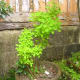 why-shift-to-planting-ornamental-plants