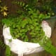 why-shift-to-planting-ornamental-plants