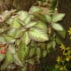 why-shift-to-planting-ornamental-plants