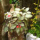 why-shift-to-planting-ornamental-plants