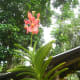 why-shift-to-planting-ornamental-plants