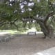 Picnic areas Dick Nichols Park Austin TX